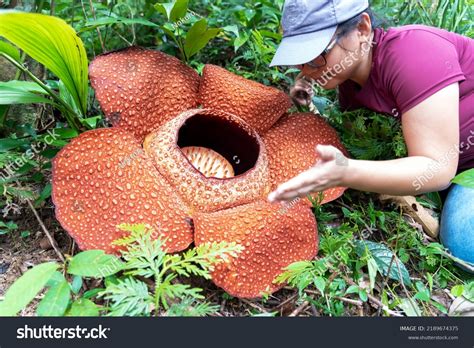 woman  big rafflesia keithii flower stock photo