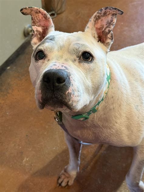 Louisville Urgent Pets | Pepper (Manolo Blahnik at LMAS) has rescue