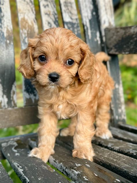 oakley toy cavapoo puppy sold precious pups doodles