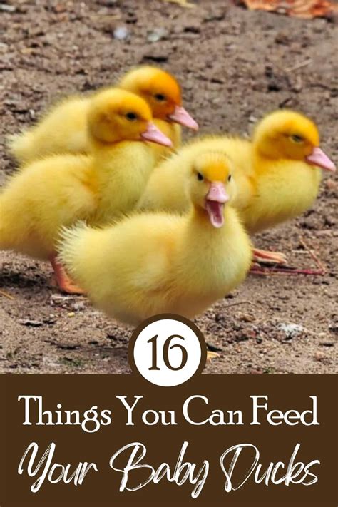 20 Things You Can Feed Your Baby Ducks