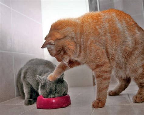 Cats Funny Cats Wallpaper
