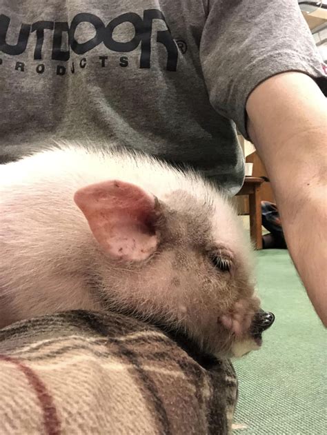 This Piglet Cafe in Tokyo Makes You Squeal With Joy! | Tokyo Fox (東京狐)