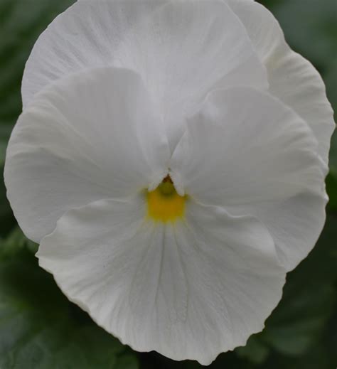 Pansy- Delta Pure White - J.P. Bartlett's Wholesale Greenhouse