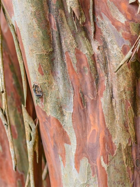 How To Propagate Crepe Myrtle Trees - IMP WORLD