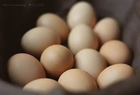 The Art Of Incubation: 5 Steps To Fertilized Chicken Eggs