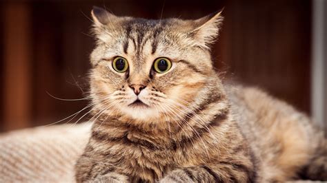 Cat 4k Wallpapers - Wallpaper Cave