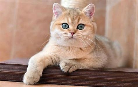 Золотая шиншилла: описание и особенности окраса, генетика, породы, фото ...