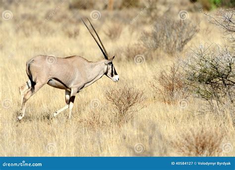 Gemsbok stock image. Image of antelope, nature, dunes - 40584127