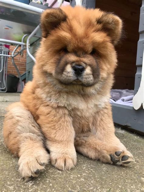 Chow Chow puppies for sale | Pets4Homes | Cães chow chow, Fotos de ...