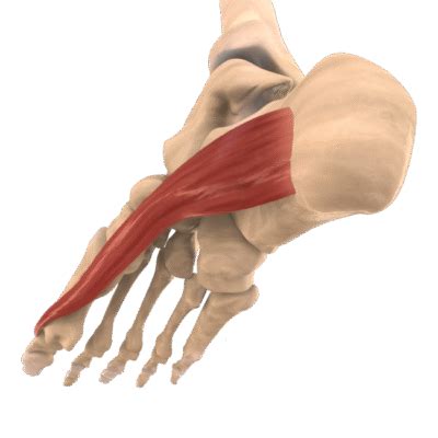 Abductor Hallucis Muscle Anatomy: Origin, Insertion, Action - The ...