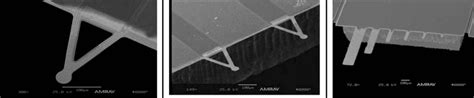 Electron micrographs of several MCLs. The sizes of MCLs on the right ...