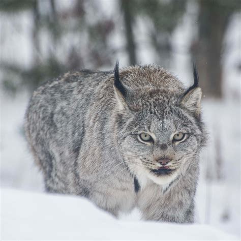 lynx Archives - Yukon Wildlife Preserve