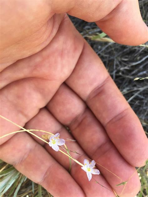 Leptosiphon liniflorus Calflora
