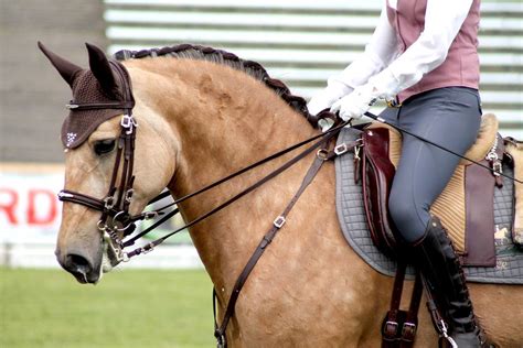 Lusitano - Buckskin - Show 1 by OrleanTribute on DeviantArt