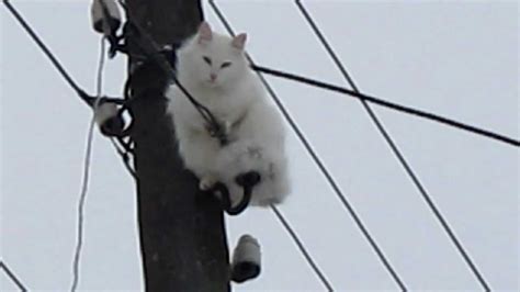 кошка - электрик сидит на проводах. cat electrician. - YouTube