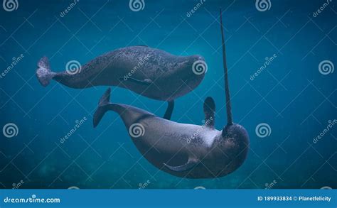 narwhal couple  monodon monoceros playing   ocean stock photo