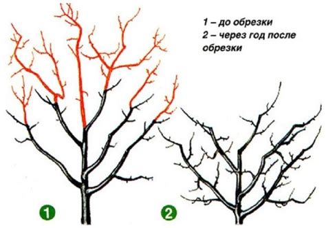 Формирование кроны груши: схема,молодое дерево, правила