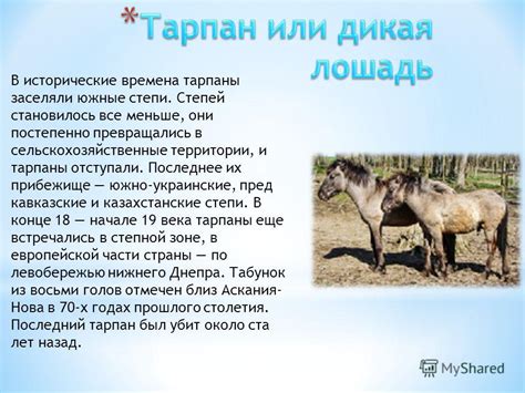 Презентация на тему: "Тарпан или дикая лошадь Бык-тур Сайгак Корсак Кот ...