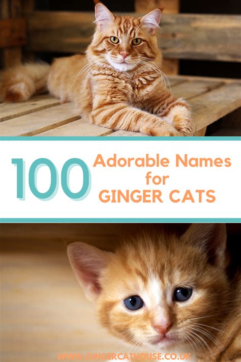 orange  white cat names   sweet  tabby artofit