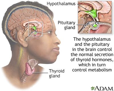 Hypothalamus - UF Health