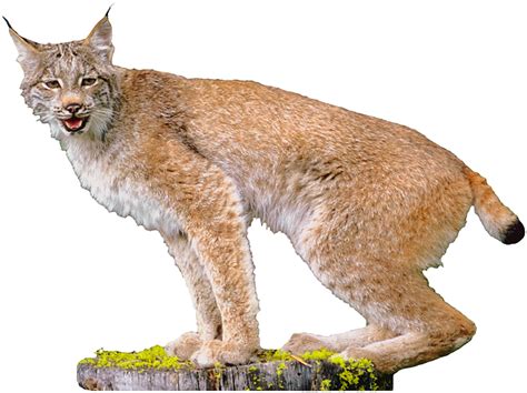 Download Free Lynx Picture ICON favicon | FreePNGimg
