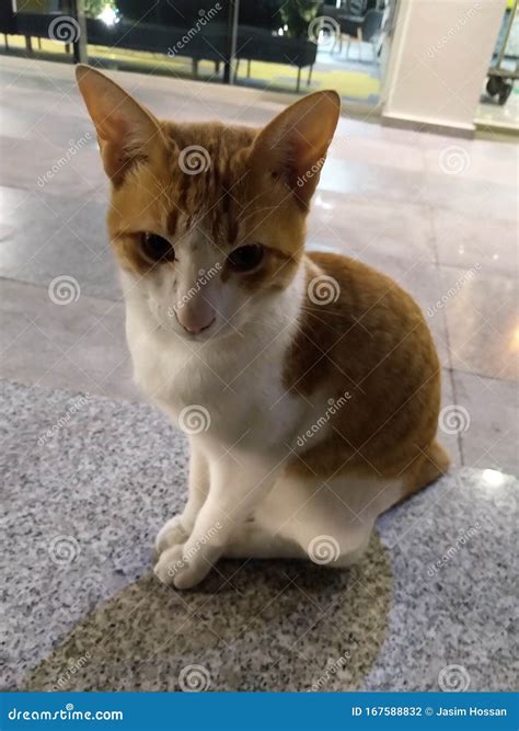 Domestic Cat Felis Catus The European Shorthair Stock Image
