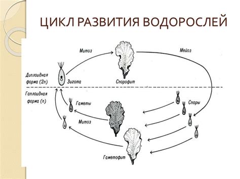Циклы развития растений - online presentation