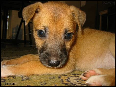 vira lata fofo quase tudo sobre mim vira lata caes  cachorros