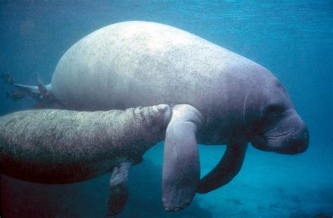 Wildlife of the Week: Amazonian Manatee - Underwater360