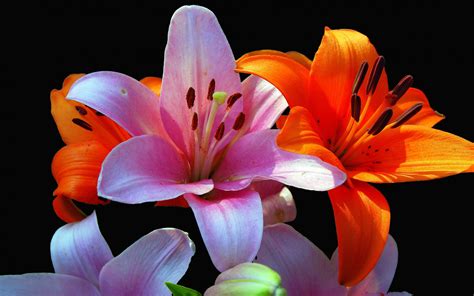 Lilies Wallpaper (62+ images)