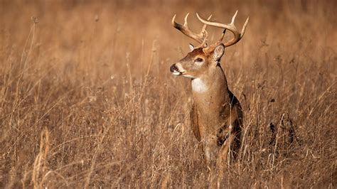 What It Took to Kill the Biggest Buck of My Life | Outdoor Life