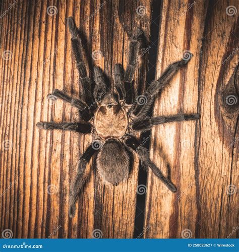 Closeup of a Texas Brown Tarantula, Oklahoma Brown Tarantula or ...