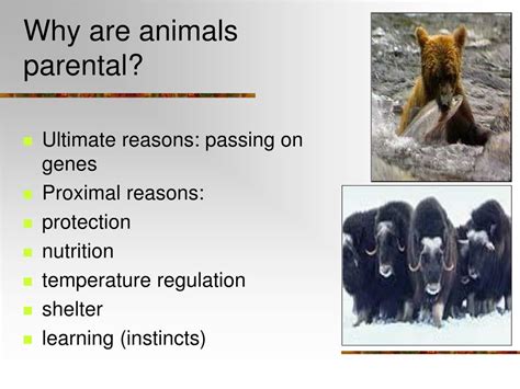 PPT - Lecture 7 – Parental Behaviour PowerPoint Presentation, free ...
