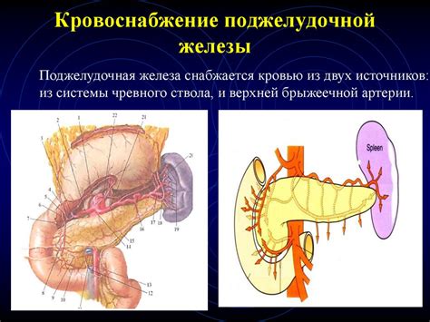 Топографическая анатомия и оперативная хирургия селезёнки ...