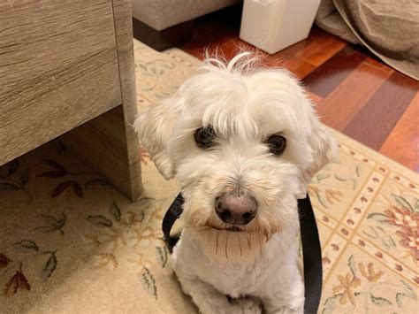 Can Maltese Dogs Bark