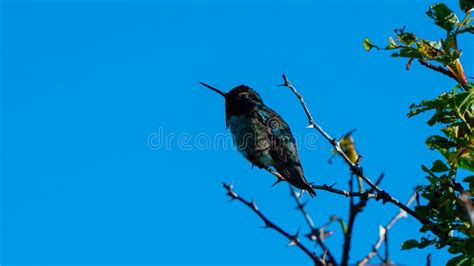 Fat hummingbird in Canada stock photo. Image of branch - 178005526