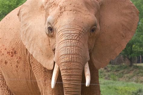 North Carolina Zoo | Charlotte Sports
