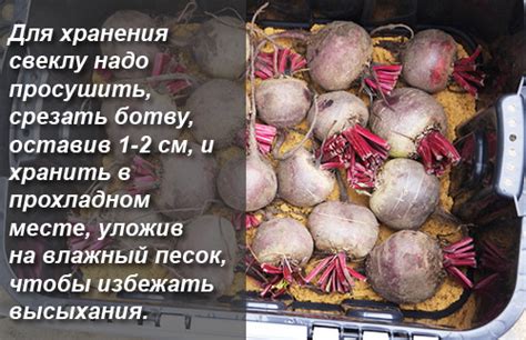 Свекла - калорийность, полезные свойства, польза и вред, описание ...