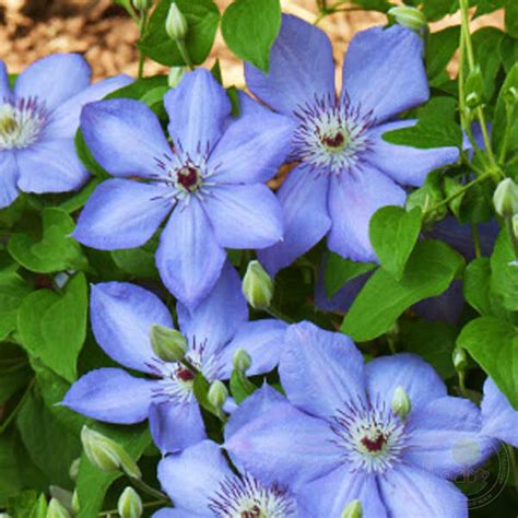 Клематис Блю Пилар (Clematis Blue Pillar) купить в Москве по низкой ...