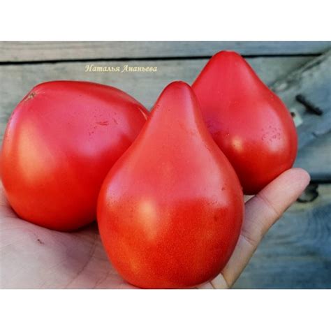 Северная Корона