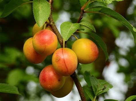 Plum Fruit Ripe - Free photo on Pixabay - Pixabay