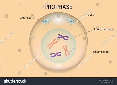 Mitosis Prophase