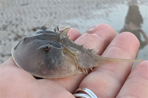 Horseshoe Crab Blood Why Isn't The Pharmaceutical Industry Using This
