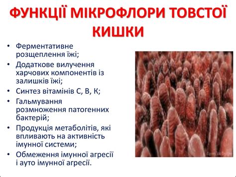Система травлення - презентация онлайн