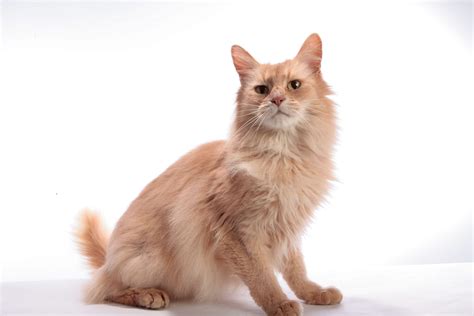 Coat Types & Colours | Somail Cat Club