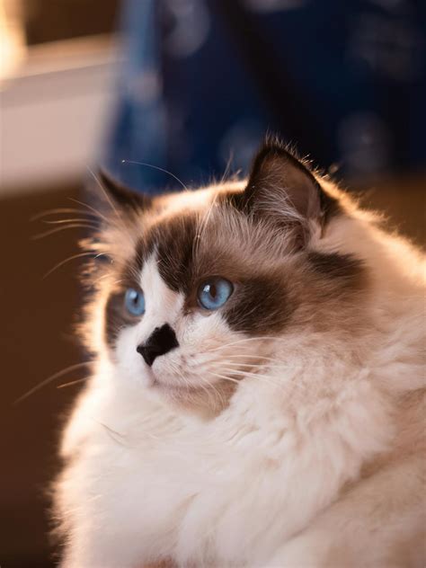 Ragdoll Cat Photos, Download The BEST Free Ragdoll Cat Stock Photos