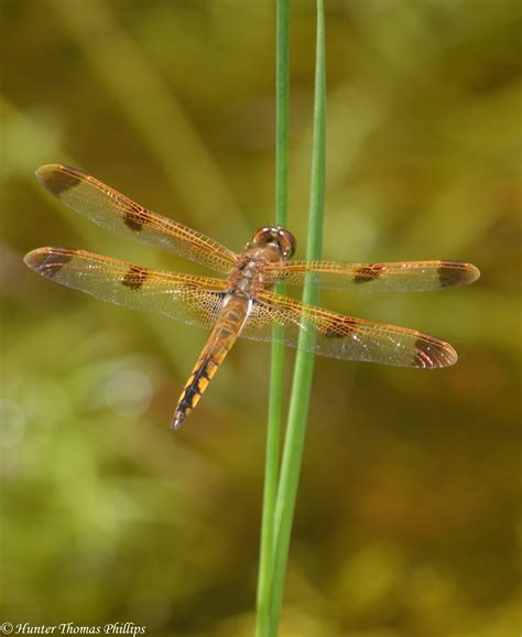 Painted Skimmer