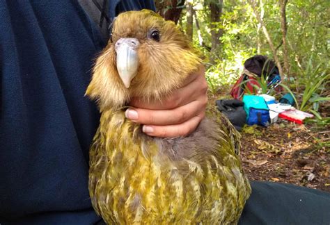 The cute and chubby kakapo, also called owl parrot, is a species of ...