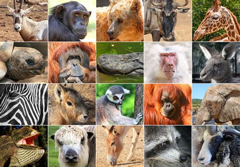 Reinos Biológicos.: Animalia