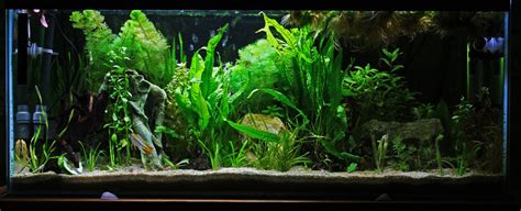 Photo #1 - 100 Litre Tank, Heavily Planted Primarily Set Up ...